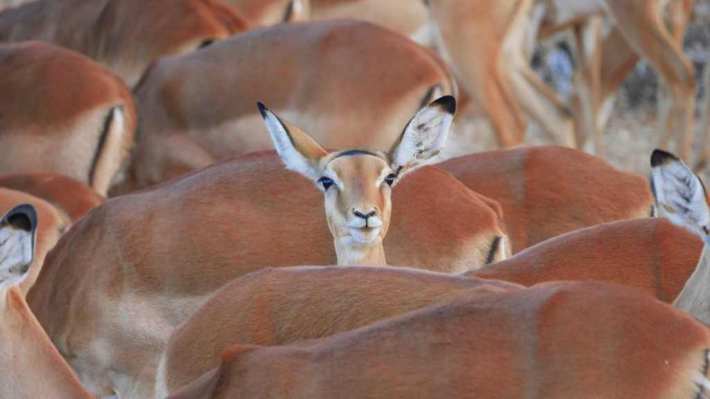 Gazelle